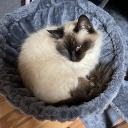 Bayshore Animal Hospital - My kitty!