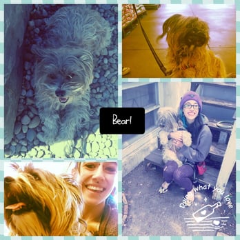 Brilliant Best Friends - Pet Training Near Me - Calgary, Alberta Brilliant Best Friends - Pet Training Near Me - Calgary, Alberta