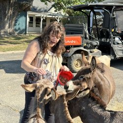 Donkeytown Turner Farms - A few of the 28 miniature donkeys