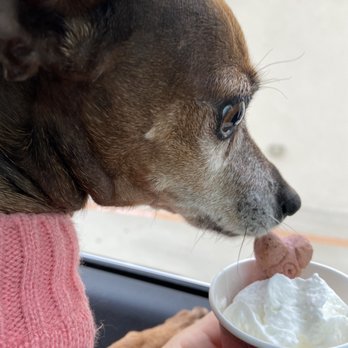 Stingers Coffee - Puppycino - Coffee & Tea Near Me - Corpus Christi, Texas Stingers Coffee - Puppycino - Coffee & Tea Near Me - Corpus Christi, Texas
