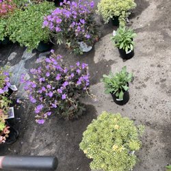 Colonial Gardens - Planning out my bed