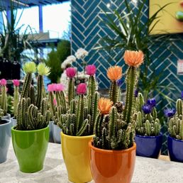 Nice flower/plant department