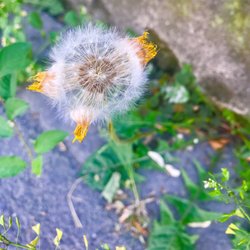 Veganopolis Café - Remnants of a dandelion flower!