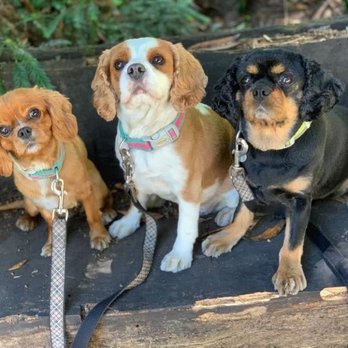 Doggie Grooming Styles - Pet Groomers Near Me - Campbell, California Doggie Grooming Styles - Pet Groomers Near Me - Campbell, California