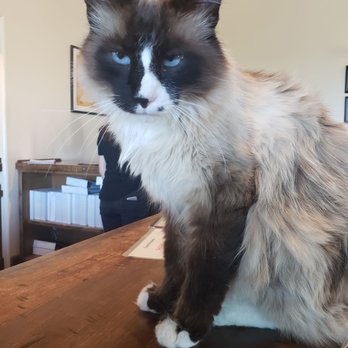 Croad Vineyards - Bricks the winery cat! - Wineries Near Me - Paso Robles, California