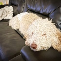 Paws Academy Dog Training