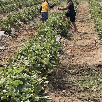 Berry Island Farms - My kids picking strawberries - Pick Your Own Farms Near Me - Gilroy, California Berry Island Farms - My kids picking strawberries - Pick Your Own Farms Near Me - Gilroy, California