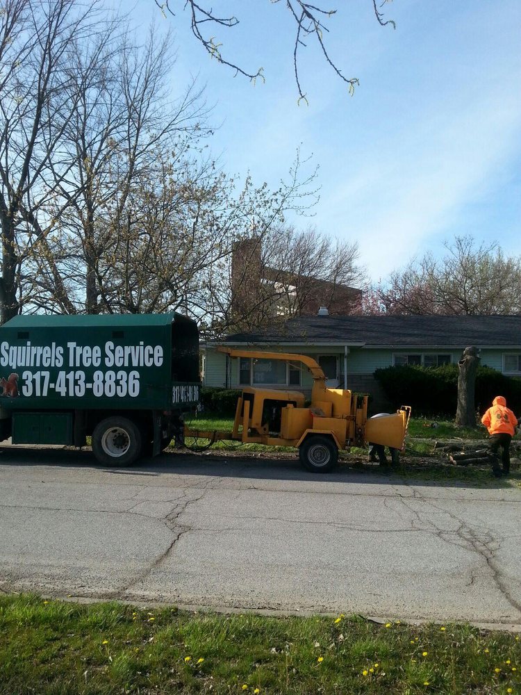 SQUIRRELS TREE SERVICE Updated October 2024 Indianapolis, Indiana Tree Services Phone