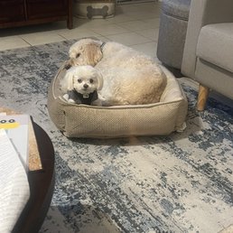 My dogs!