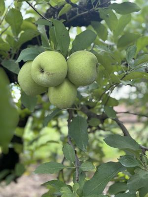 Hillcrest Orchards by null