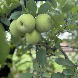 Hillcrest Orchards - Delicious apples!
