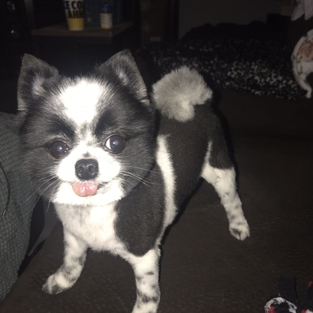 Calling All Paws - She's feeling so cute - Pet Groomers Near Me - Las Vegas, Nevada Calling All Paws - She's feeling so cute - Pet Groomers Near Me - Las Vegas, Nevada