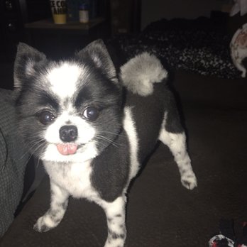 Calling All Paws - She's feeling so cute - Pet Groomers Near Me - Las Vegas, Nevada