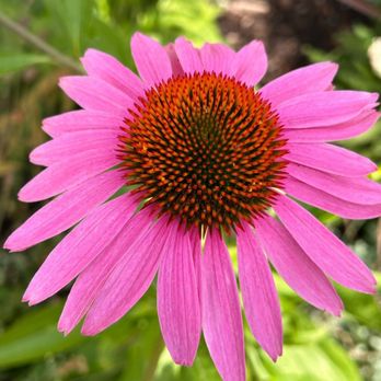 Angelo’s Landscape - Echinacea flower - Landscape Architects or Designers Near Me Angelo’s Landscape - Echinacea flower - Landscape Architects or Designers Near Me