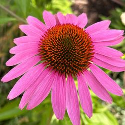 Angelo’s Landscape - Echinacea flower