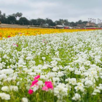 The Flower Fields - Venues & Event Spaces Near Me - Carlsbad, California The Flower Fields - Venues & Event Spaces Near Me - Carlsbad, California