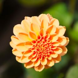 Bayard Cutting Arboretum - Dahlia