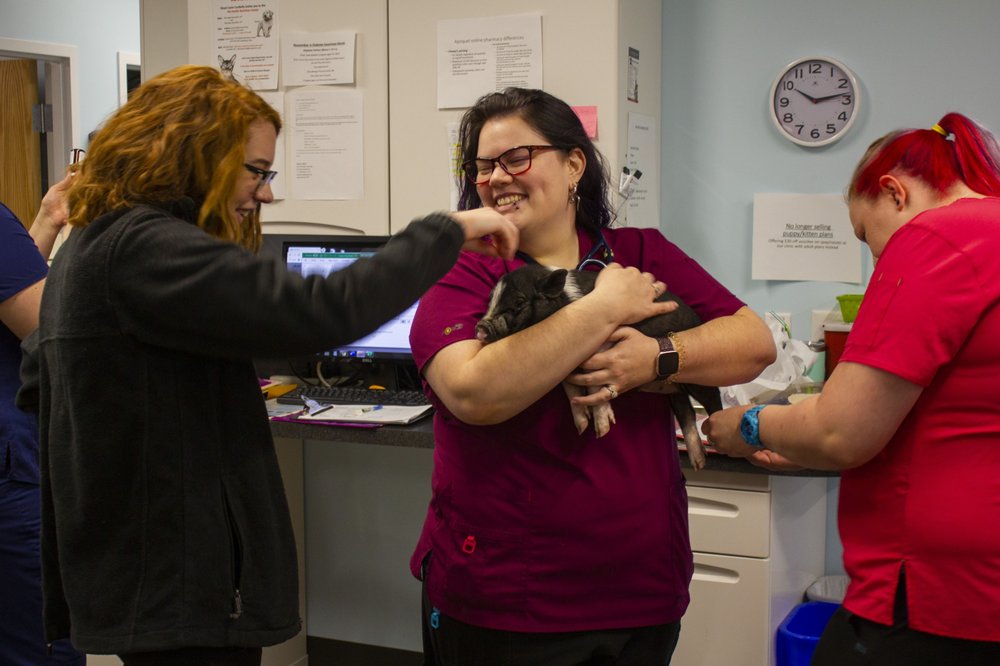 KKM VETERINARY CLINIC Updated July 2024 20 Photos & 11 Reviews