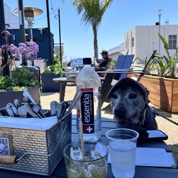 The Yard at Saltbreaker - Dog friendly! - Cocktail Bars Near Me - Alameda, California The Yard at Saltbreaker - Dog friendly! - Cocktail Bars Near Me - Alameda, California