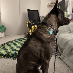 Maybe learning to co-exist with her roommate (cat).