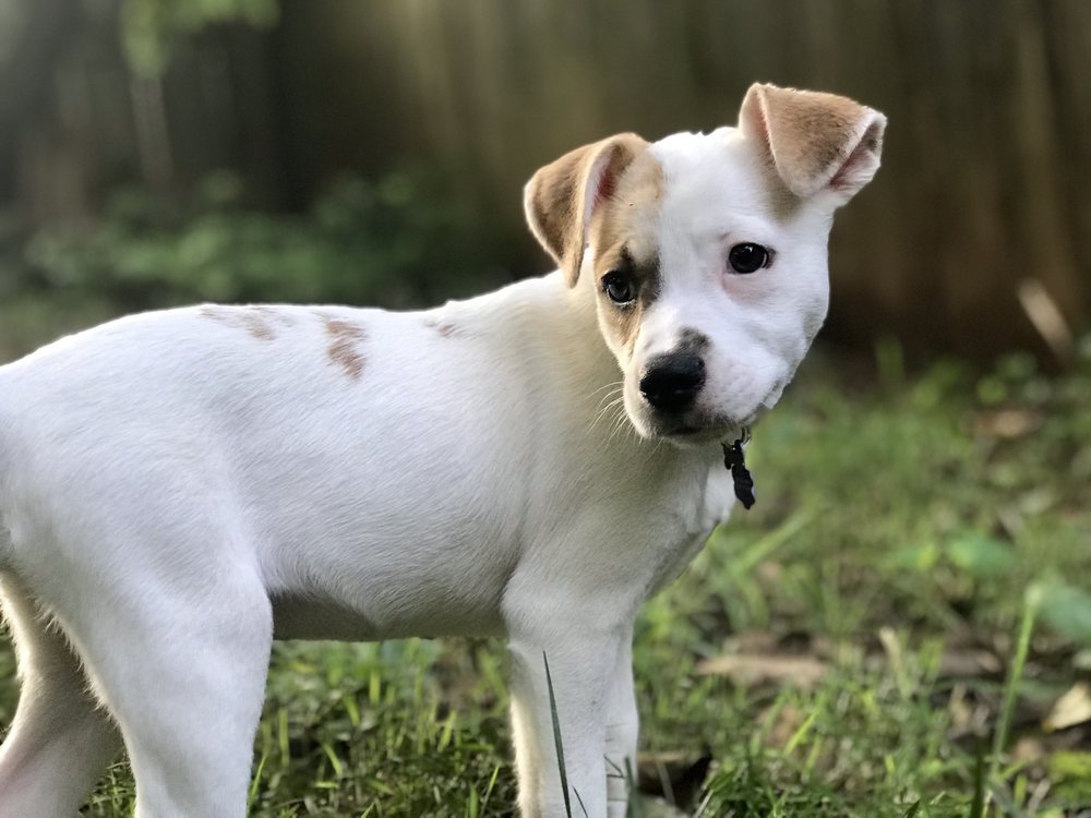 OCOEE RIVER DOG DAYCARE AND RESORT Updated July 2024 18 Photos