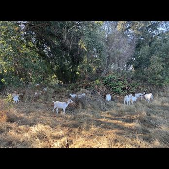 The Goat Grazing Co - Goat herd hard at work! - Landscaping Near Me - Penryn, California
