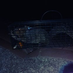 Bunker Busters - Squirrel trapped in attic after preventive maintenance.