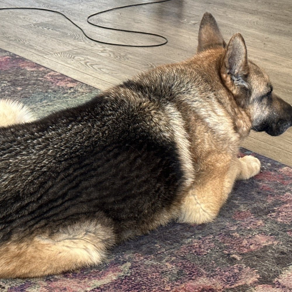 Baja Pets - Pet Services Near Me - El Pescador, BCN