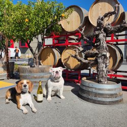 Woodside Vineyards - We wooof wine! we got lots of treats, water, and love! @approvedbydog by @inedible.bagel and @lil.bullluna