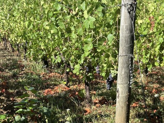 Trisaetum Winery by null