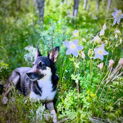 Rusty Spurr Ranch - The ranch dogs love springtime too!