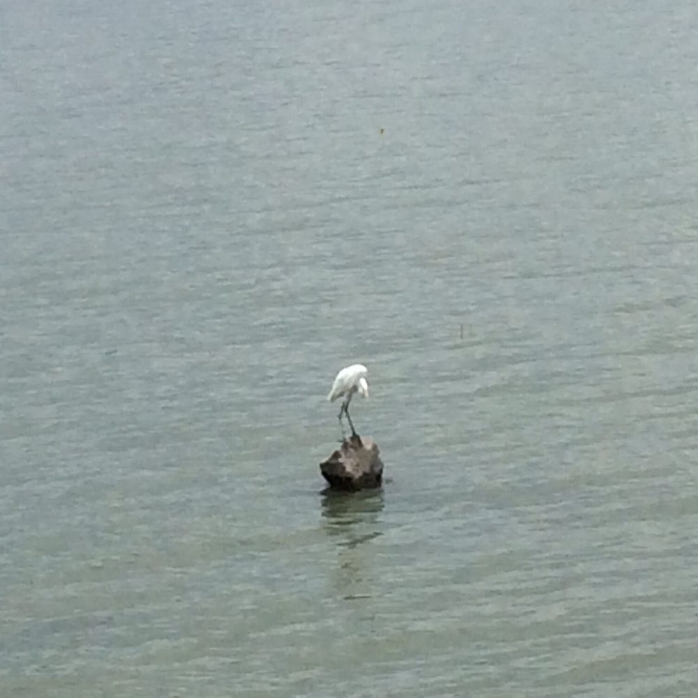 Malecón Ajijic - There is an abundance of water fowl: egrets, herons, cranes, kingfishers, sprites... - Local Flavor Near Me - Ajijic, JAL