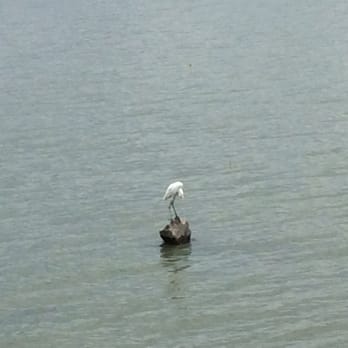 Malecón Ajijic - There is an abundance of water fowl: egrets, herons, cranes, kingfishers, sprites... - Local Flavor Near Me - Ajijic, JAL