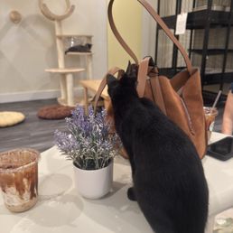 The black cat was also very curious about our items (and drinks) The black cat was also very curious about our items (and drinks)