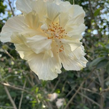 Mezcala Nursery - Hibiscus double bloom - Nurseries & Gardening Near Me - Long Beach, California Mezcala Nursery - Hibiscus double bloom - Nurseries & Gardening Near Me - Long Beach, California