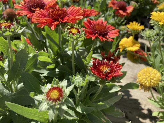 WAPSIE PINES LAWN CARE LANDSCAPING 41 Photos 5708 W Cedar Wapsi 