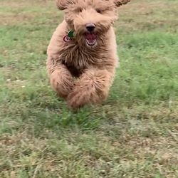 Noah's Landing Pet Care Clinic - We hope you have this kind of day!