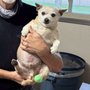 McAda Veterinary Clinic