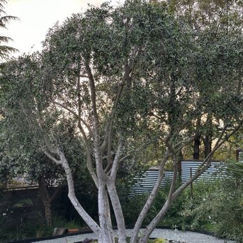 JMV Tree Service - After photo. - Tree Services Near Me - Hayward, California