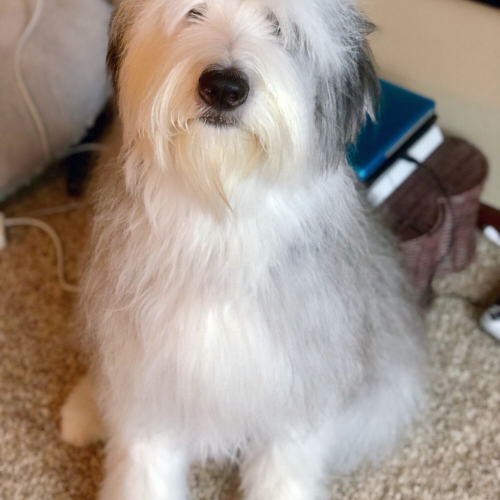 So fluffy, clean, and great smelling! (P.s. you can Follow her on instagram @cookiethesheepie)