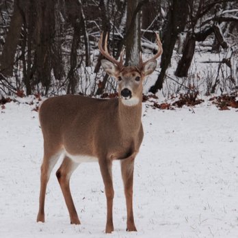 Schiller Woods - Good buck - Parks Near Me - Chicago, Illinois