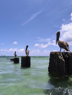 Bal Harbour Beach by null