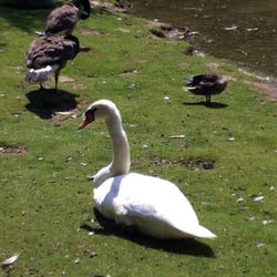Töppersee - Schwan und Schwimmtiere
