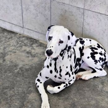 Big Sky Pet Resort - Pet Sitting Near Me - Billings, Montana Big Sky Pet Resort - Pet Sitting Near Me - Billings, Montana
