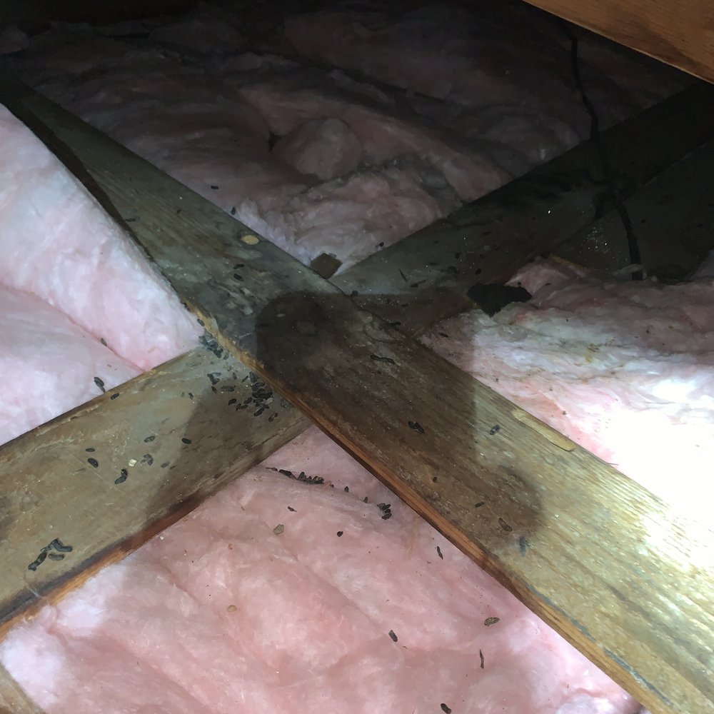 Atticare - Post 1st service by atticare - picture taken by atticare employee.. - Insulation Installation Near Me - Burbank, California Atticare - Post 1st service by atticare - picture taken by atticare employee.. - Insulation Installation Near Me - Burbank, California