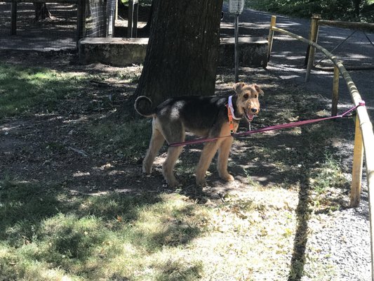 Hair Of The Dog Wash and Groom by null