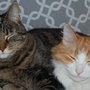 Photo of For the Love of Jobe Pet Services