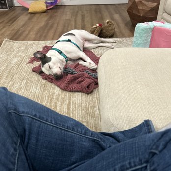 Three Little Pitties - Happy dog, Happy life. - Pet Adoption Near Me - Tulalip, Washington Three Little Pitties - Happy dog, Happy life. - Pet Adoption Near Me - Tulalip, Washington