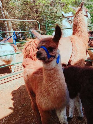 Carlson's Llovable Llamas by null