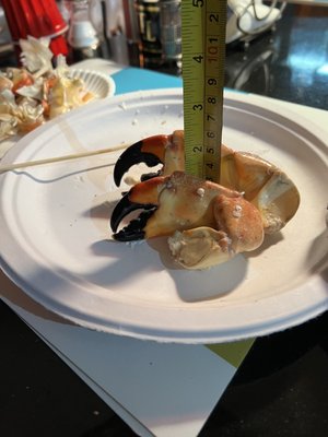 George Stone Crab by null
